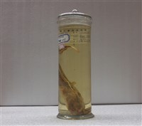 藏品(鰻鯰)的圖片